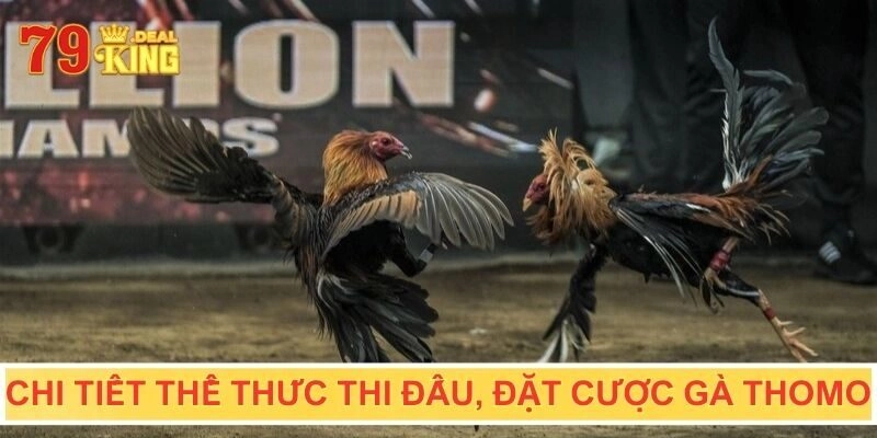 Chi tiết thể thức thi đấu và đặt cược gà thomo